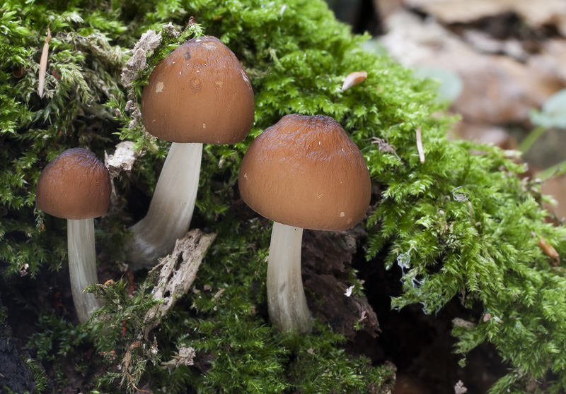 Pluteus phlebophorus